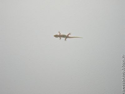 Un gecko sur le mur de la chambre